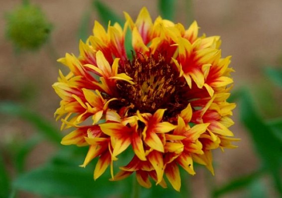 Flower blooming at Battala. TIWN Pic May 19 Flower blooming at Battala. TIWN Pic May 19